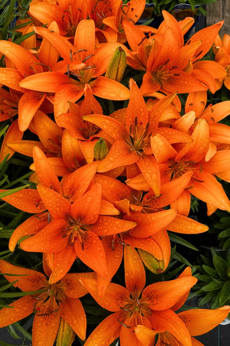 Lily, Asiatic- Tiny Hero's
