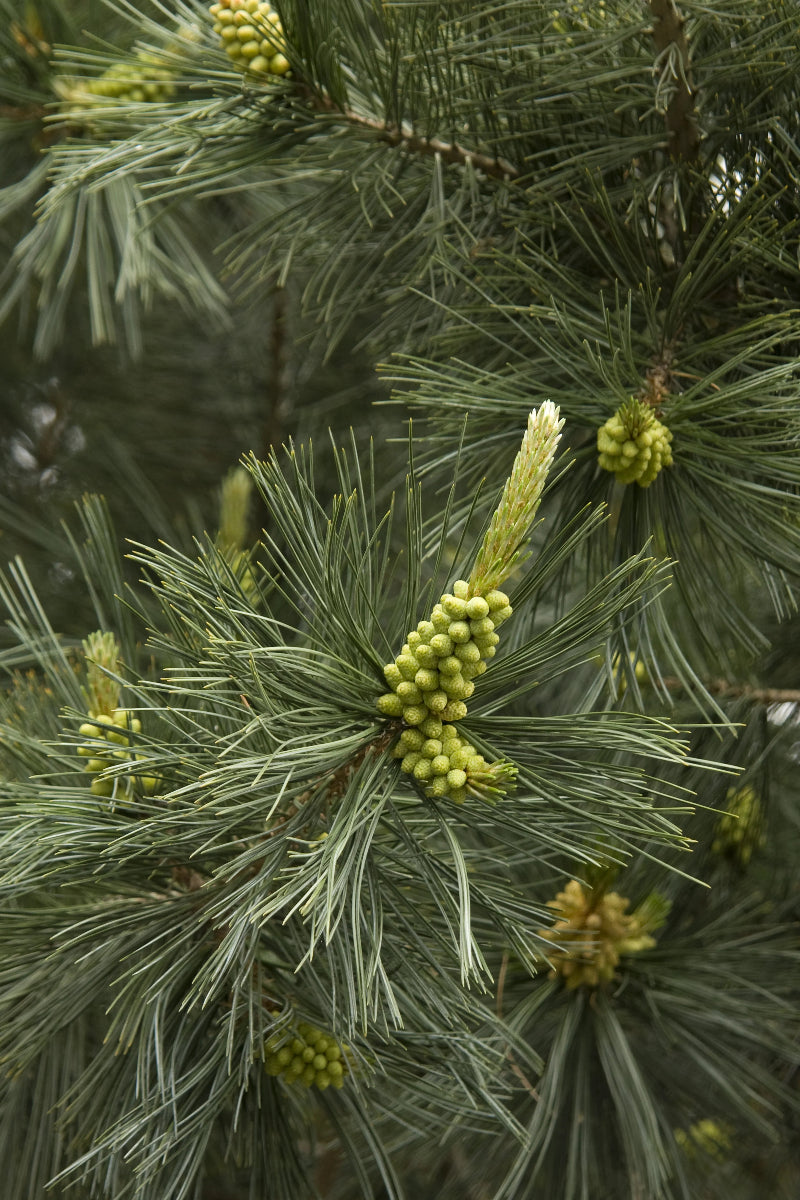 Limber Pine, Vanderwolf's Pyramid
