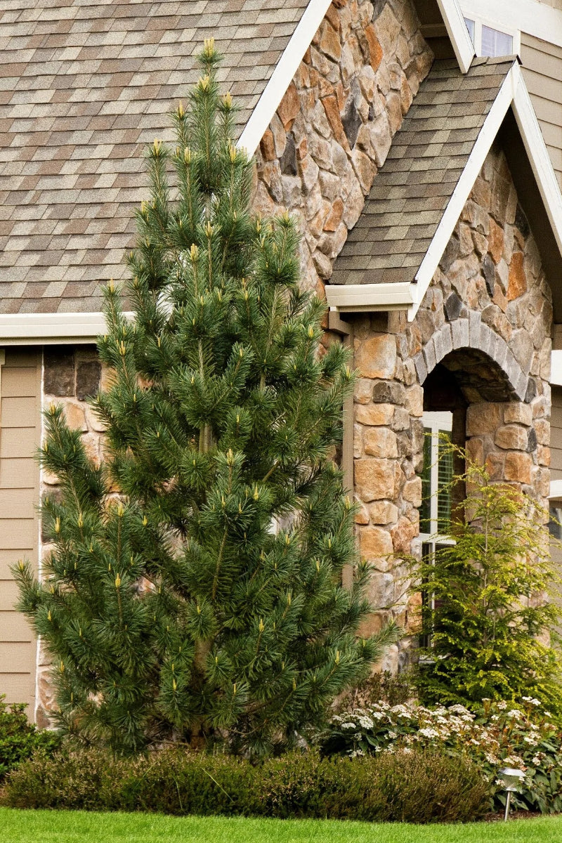 Limber Pine, Vanderwolf's Pyramid