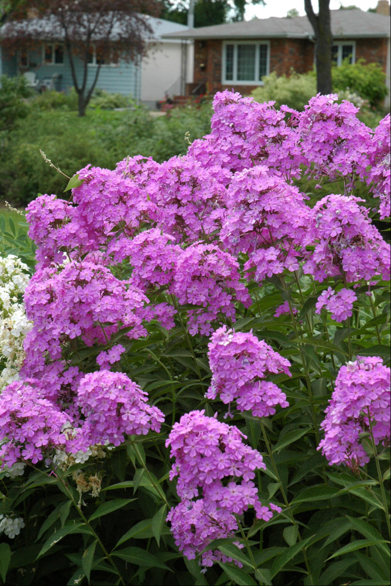 Phlox, Little Boy