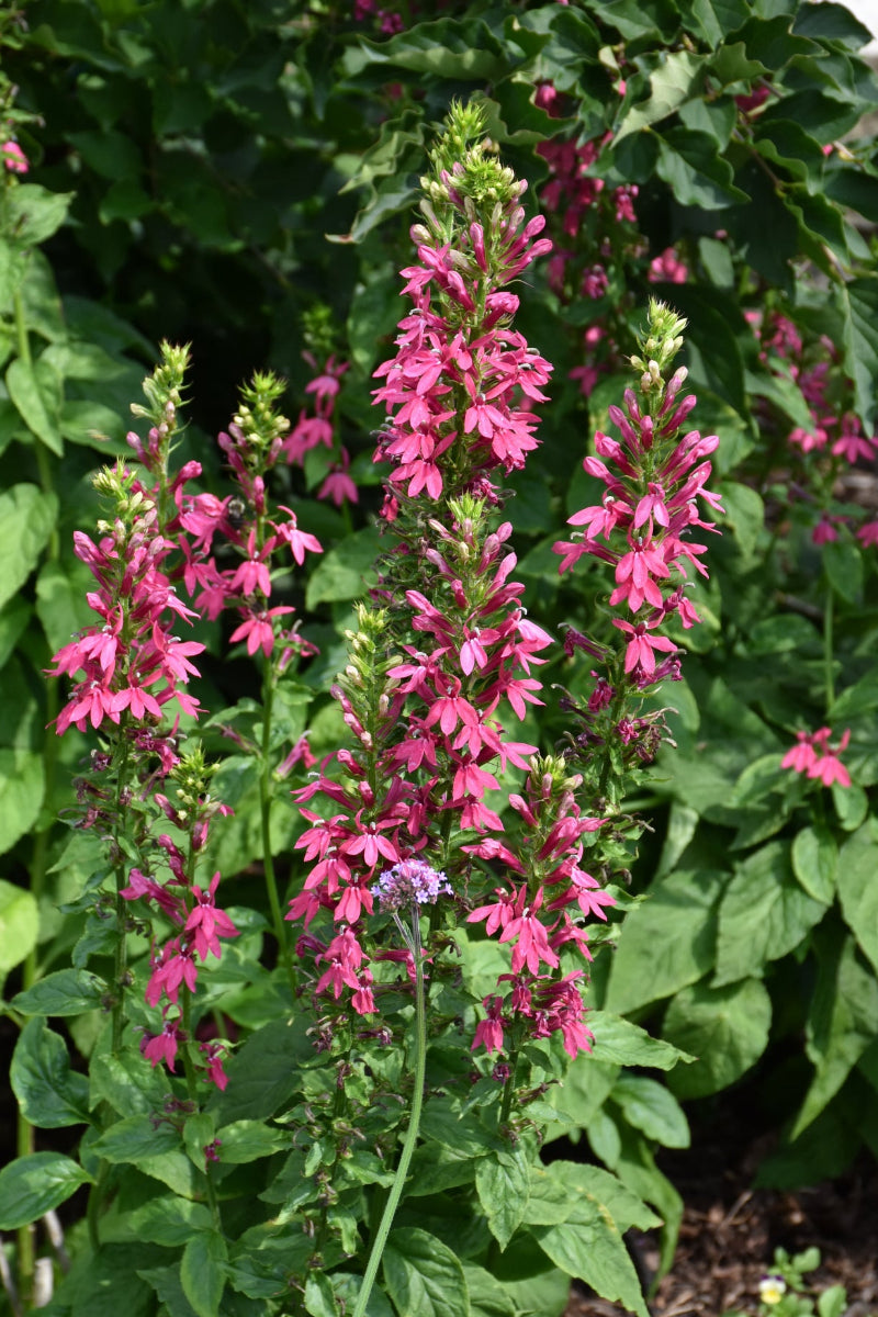 Lobelia, Monet Moment