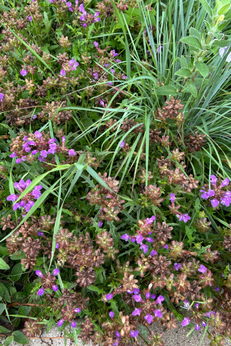 Selfheal, Magdalena