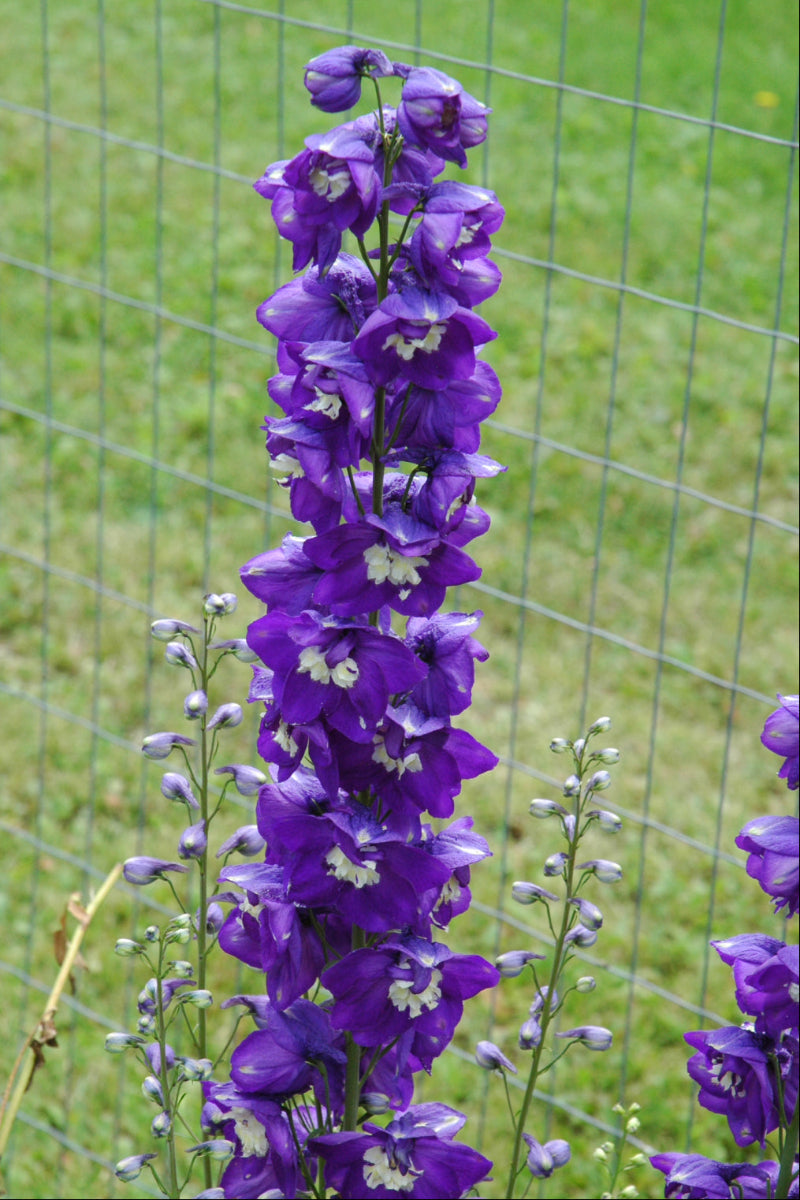 Delphinium, Magic Fountain Dark Blue White Bee