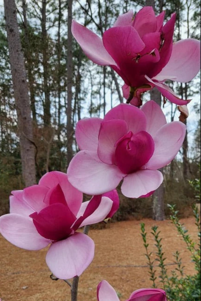 Magnolia, Frank's Masterpiece