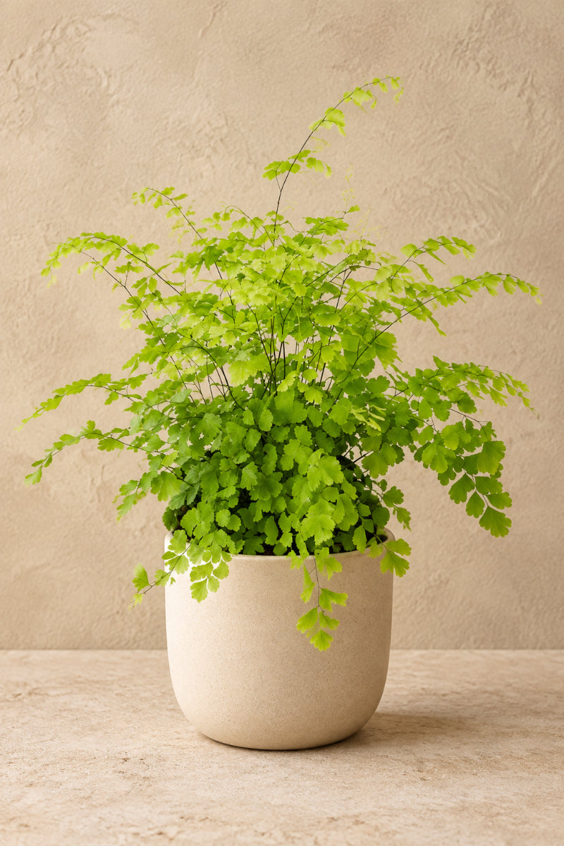 Fern, Maidenhair Fragrans 4"