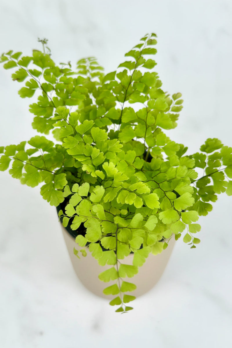 Fern, Maidenhair Fritz 3.5"