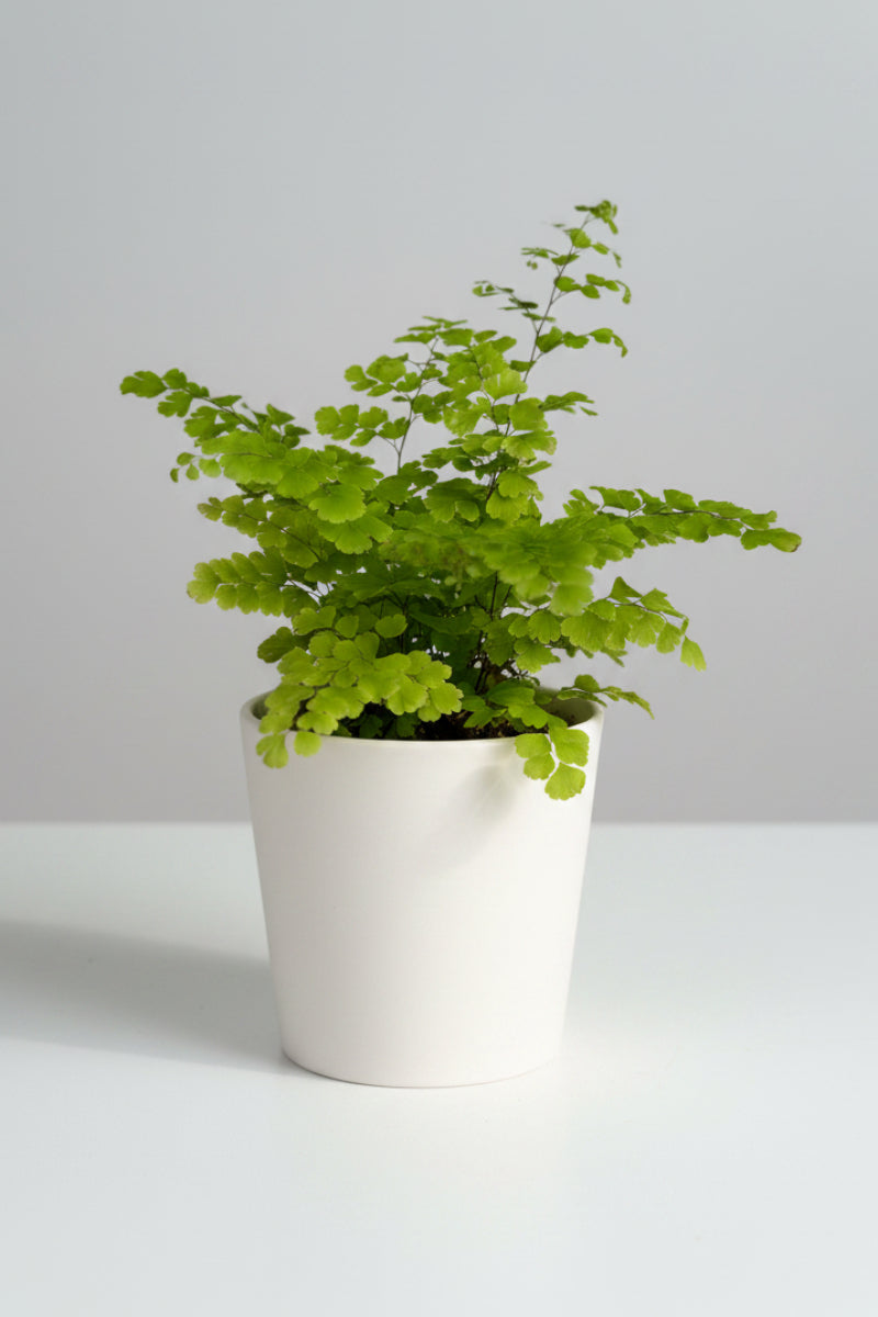 Fern, Maidenhair Fritz 3.5"