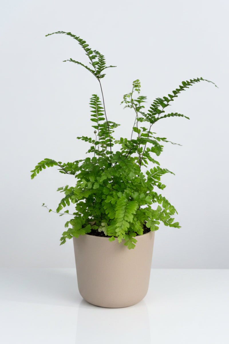 Fern, Maidenhair Rosy 3.5"