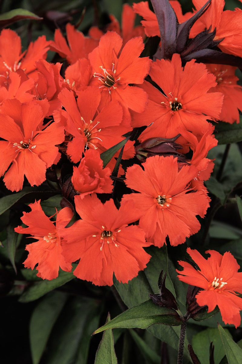 Maltese Cross, Lipstick