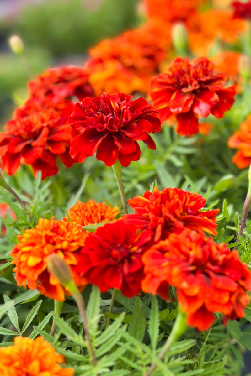 Marigold Fireball