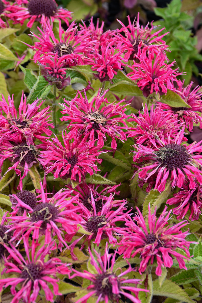 Bee Balm, Marje Rose