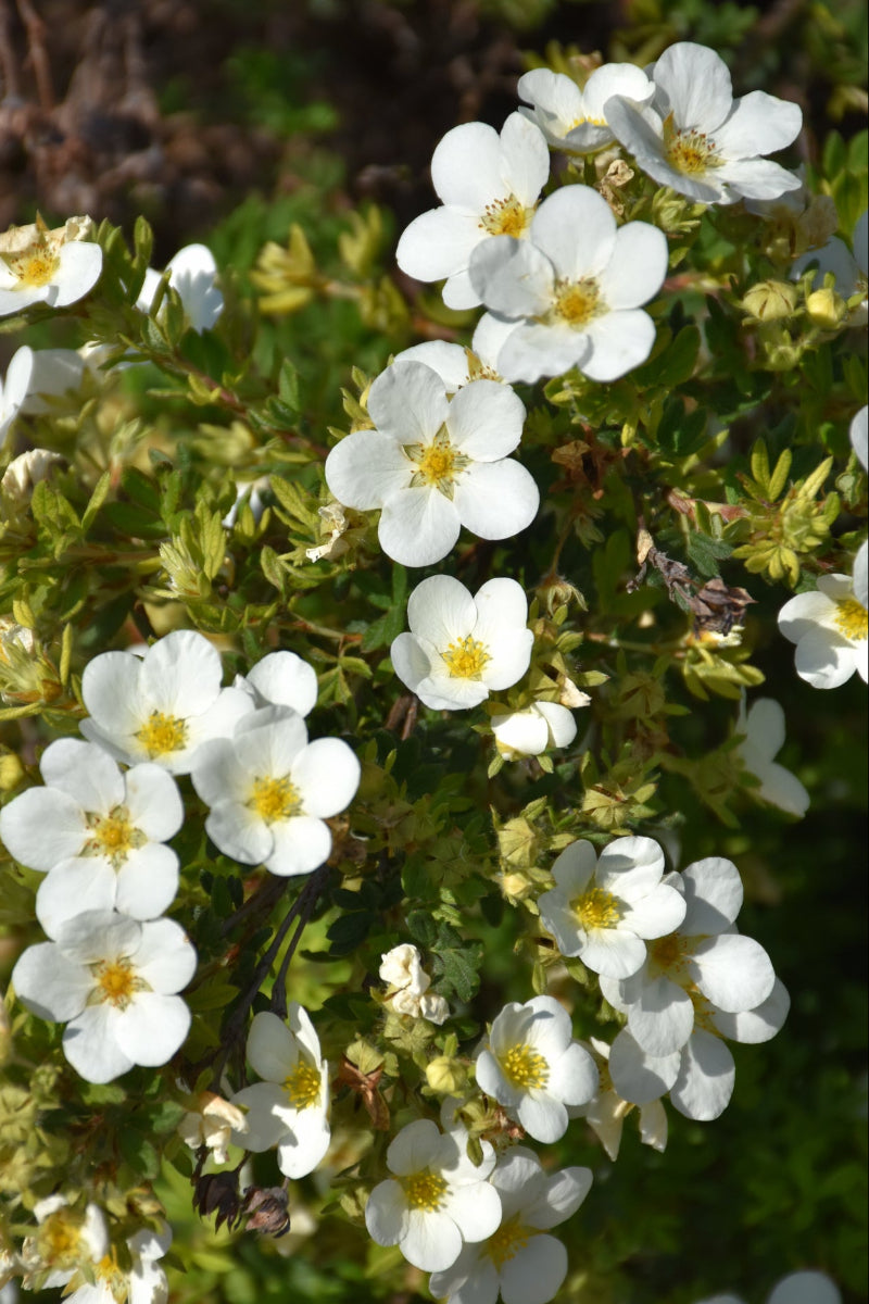 Potentilla, Mckay's White