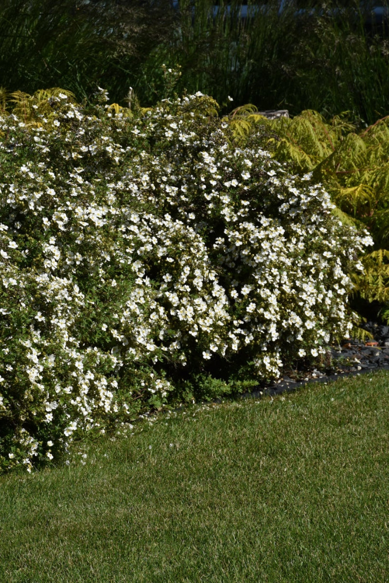 Potentilla, Mckay's White
