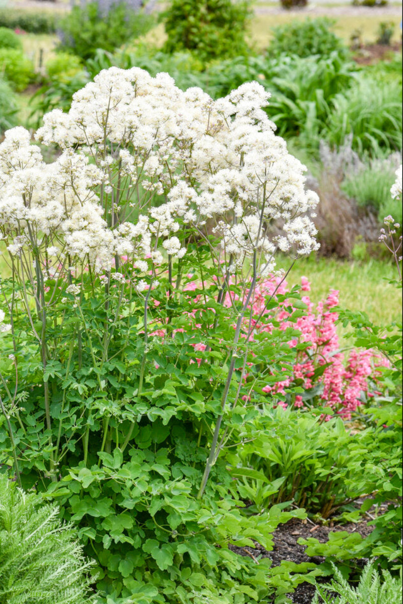 Meadow Rue, Cotton Ball