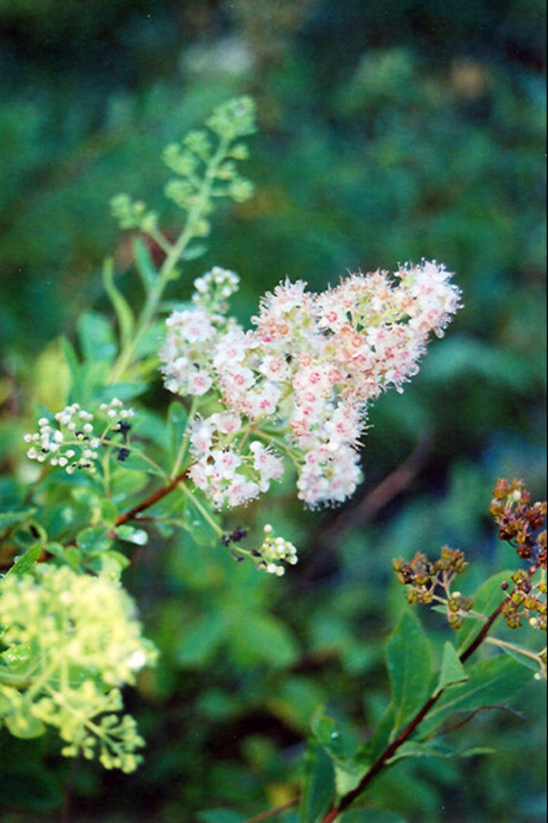 Spirea, Meadowsweet
