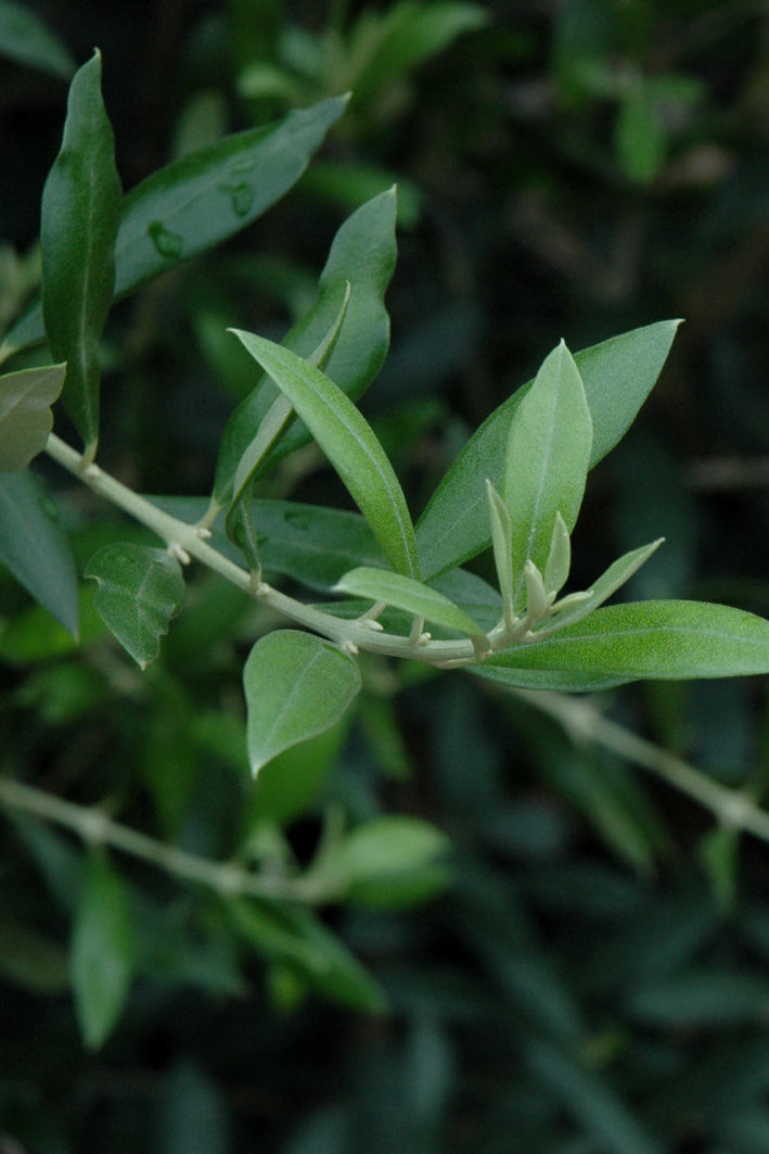 Olive, Mission 6"