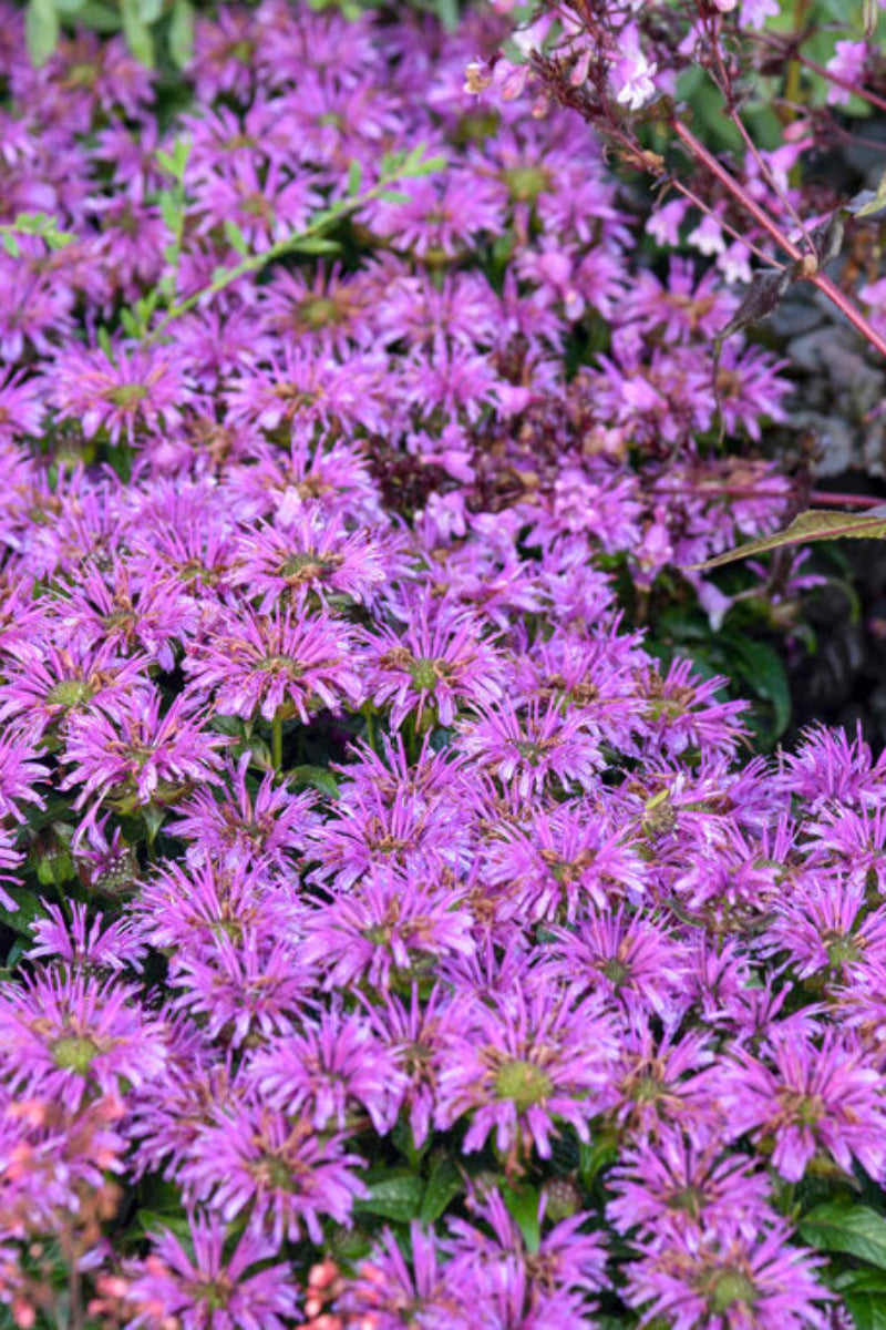 Bee Balm, Leading Lady Amethyst