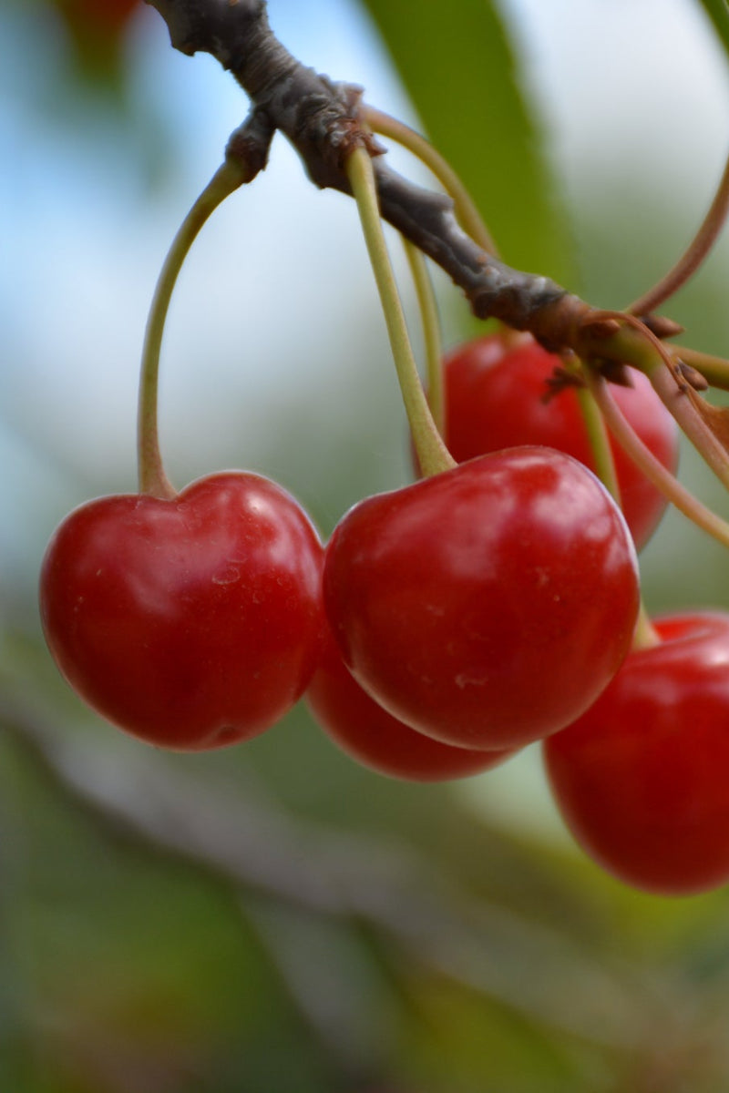 Fruit, Cherry Sour Montmorency