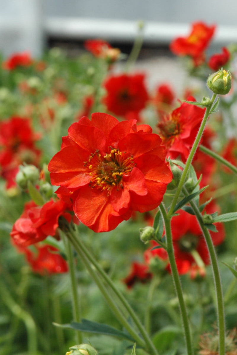 Geum, Mrs. Bradshaw