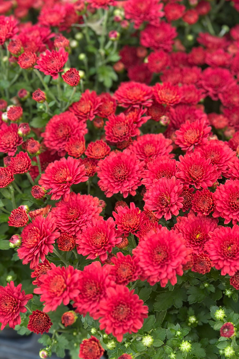 Mum, Hailey Red Bronze