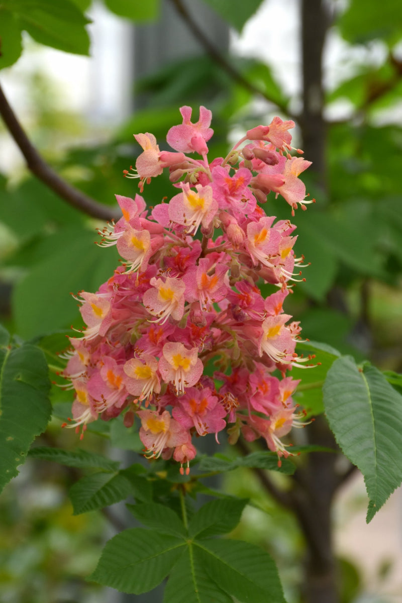 Buckeye, Mystic Ruby