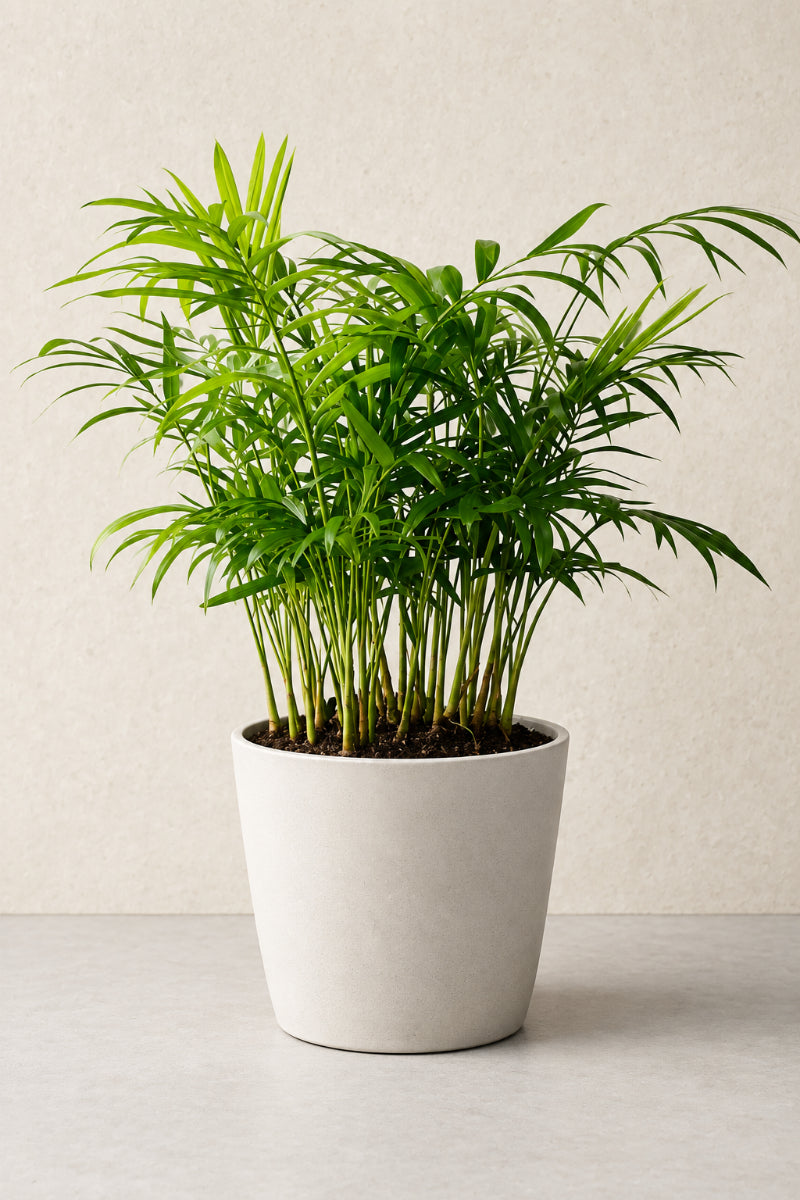 Palm, Neanthe Bella 6"
