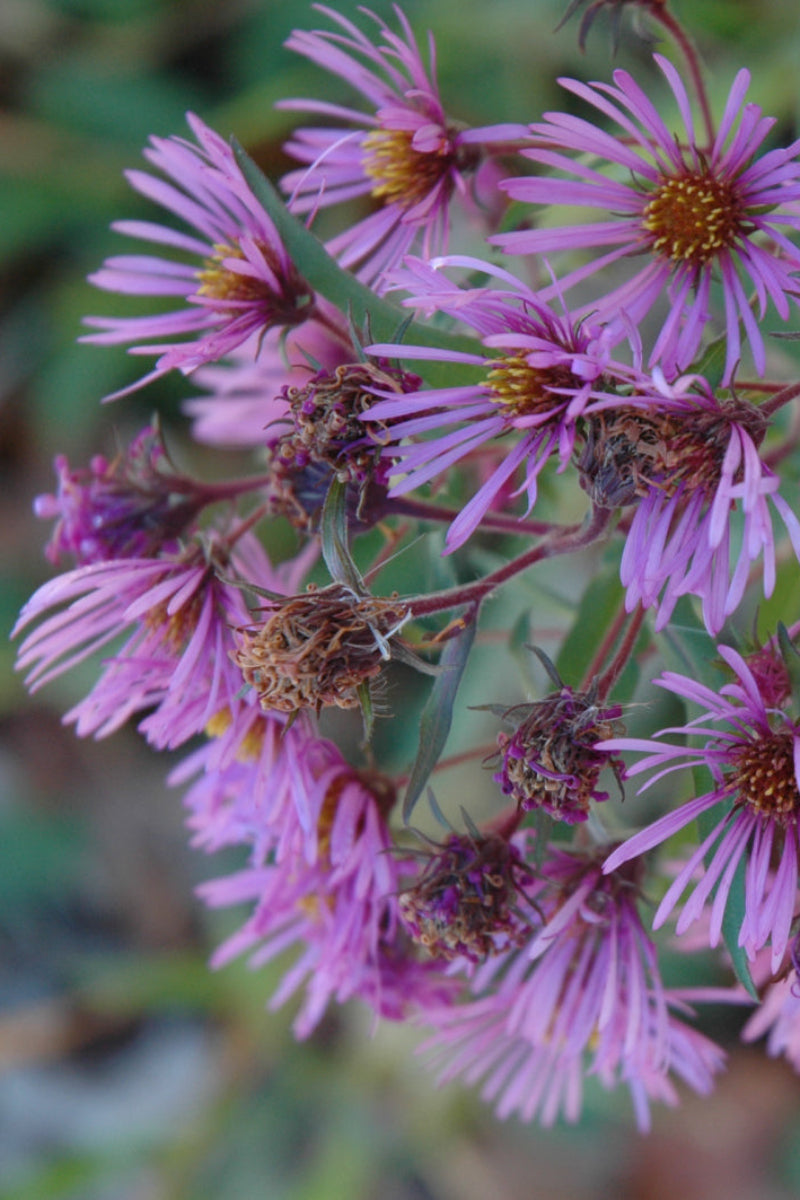 Aster, New England