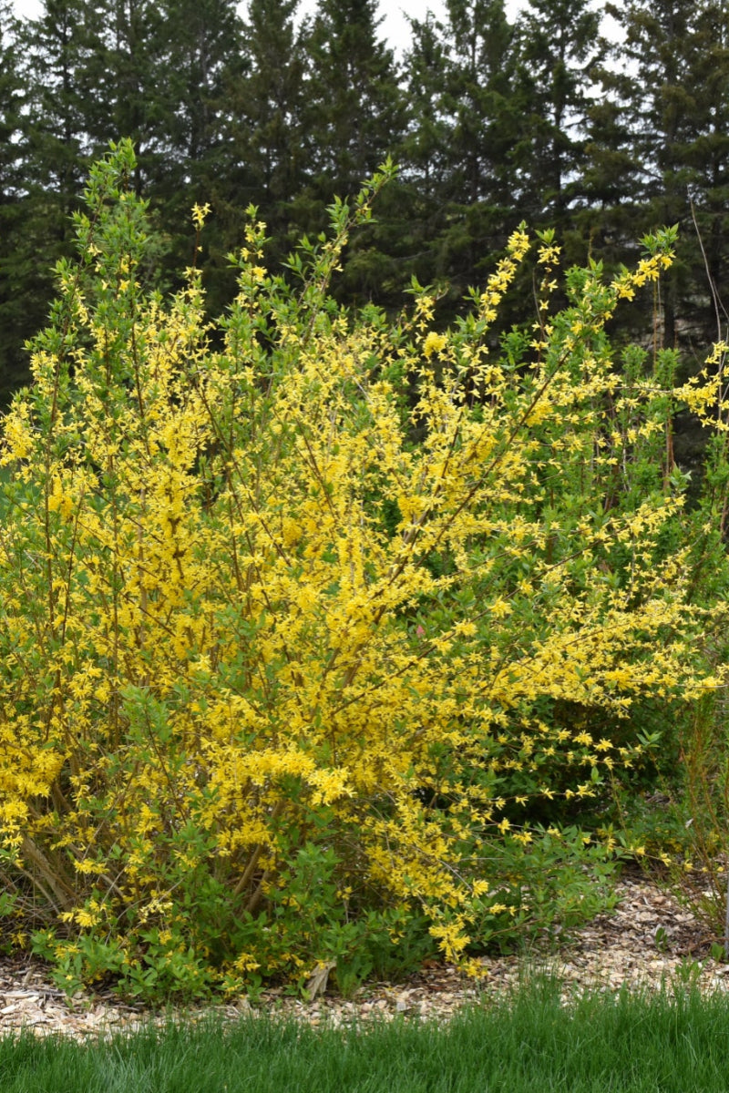 Forsythia, New Hampshire Gold