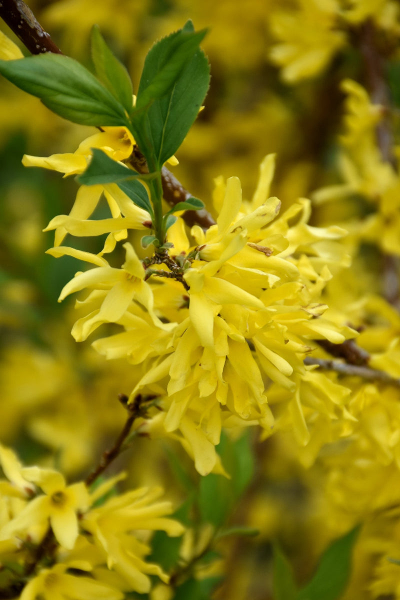 Forsythia, New Hampshire Gold