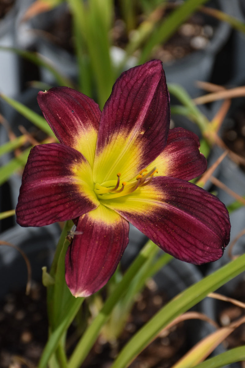 Daylily, Night Beacon