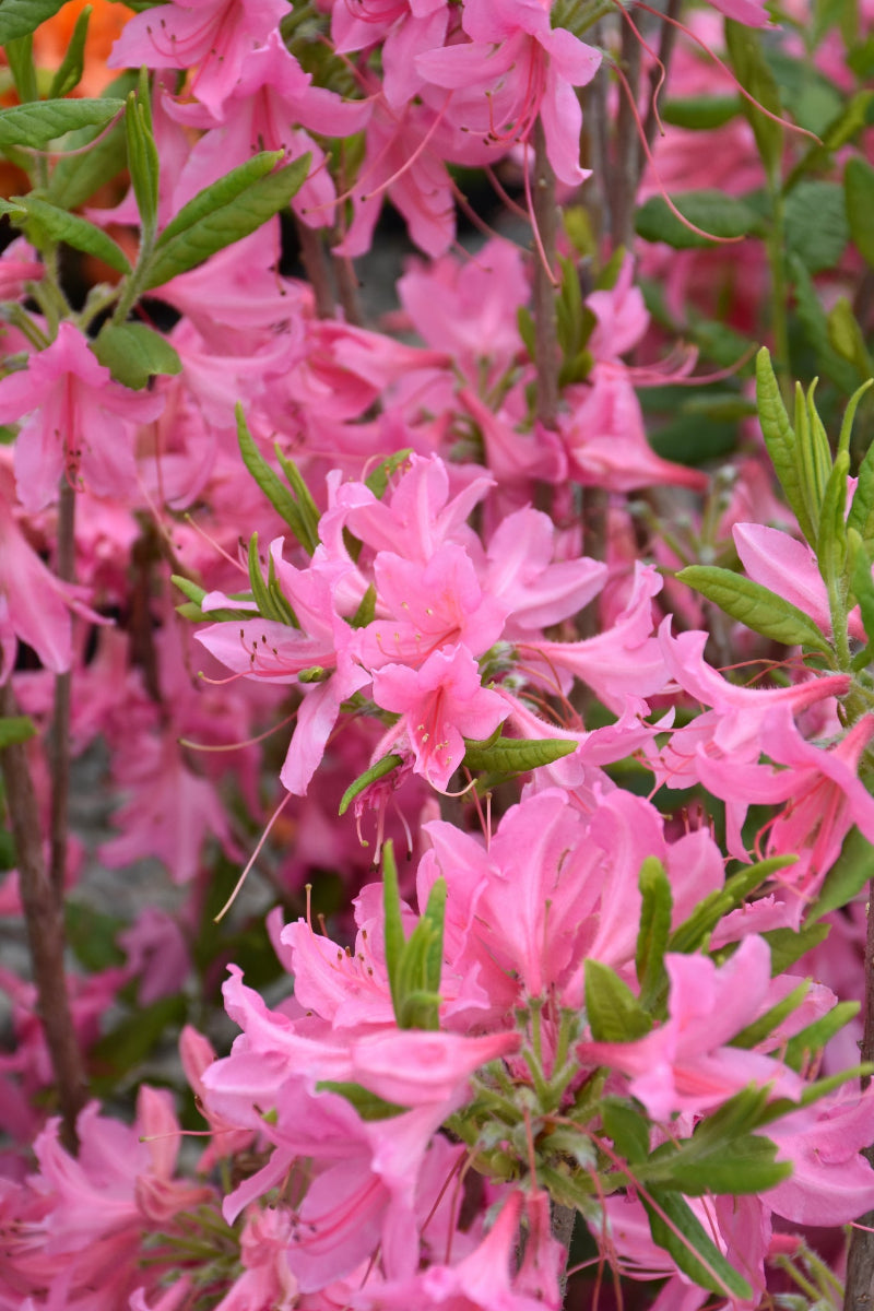Azalea, Northern Lights