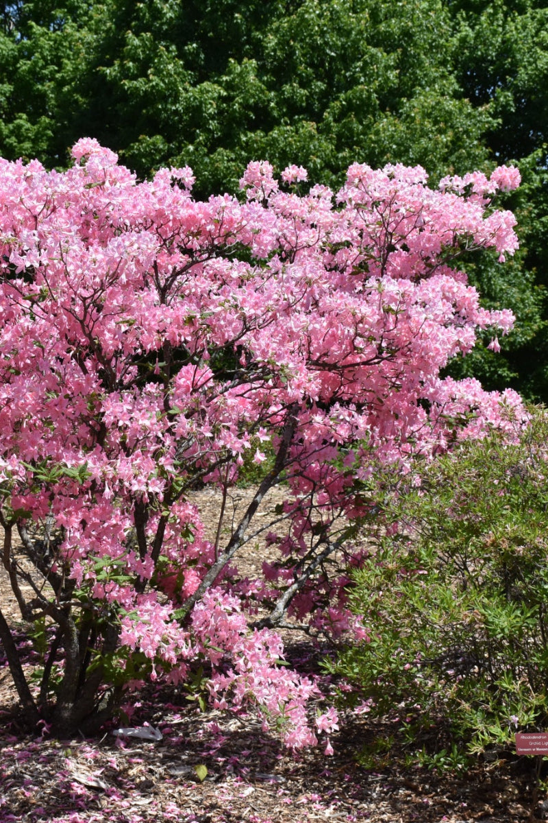 Azalea, Northern Lights