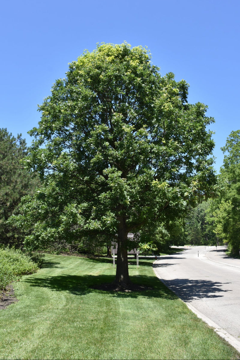 Oak, Bur