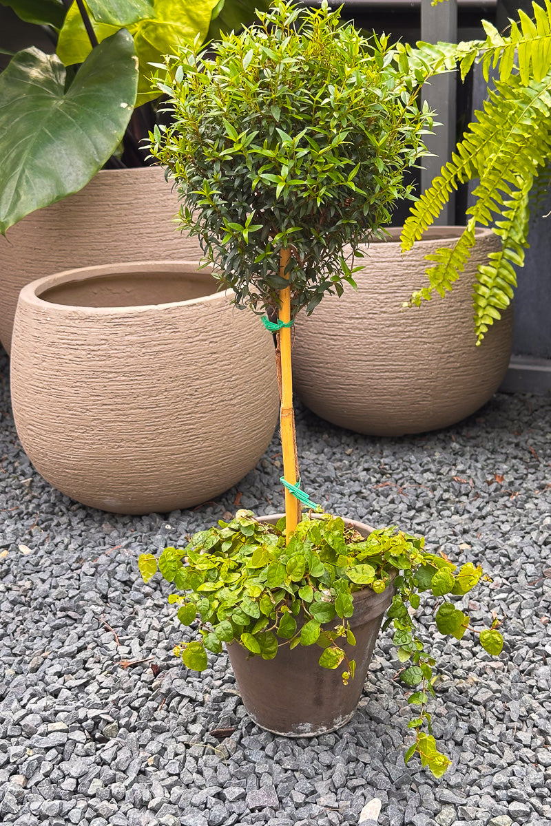 Myrtle, Topiary Single Ball w/Green Creeping Fig 6" Grey Clay Pot