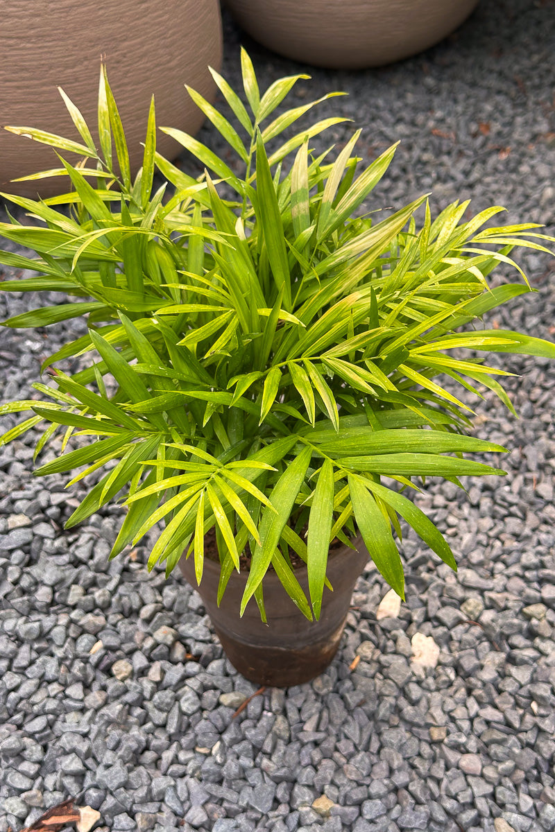Palm, Neanthe Bella 5" Grey Clay Pot