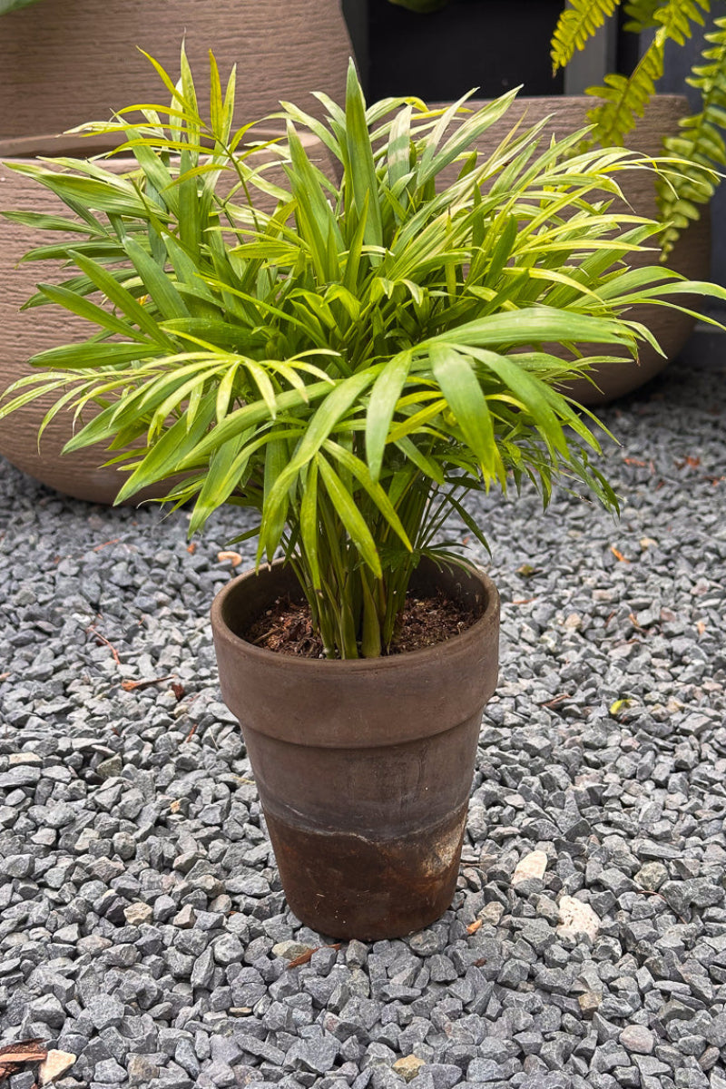 Palm, Neanthe Bella 5" Grey Clay Pot