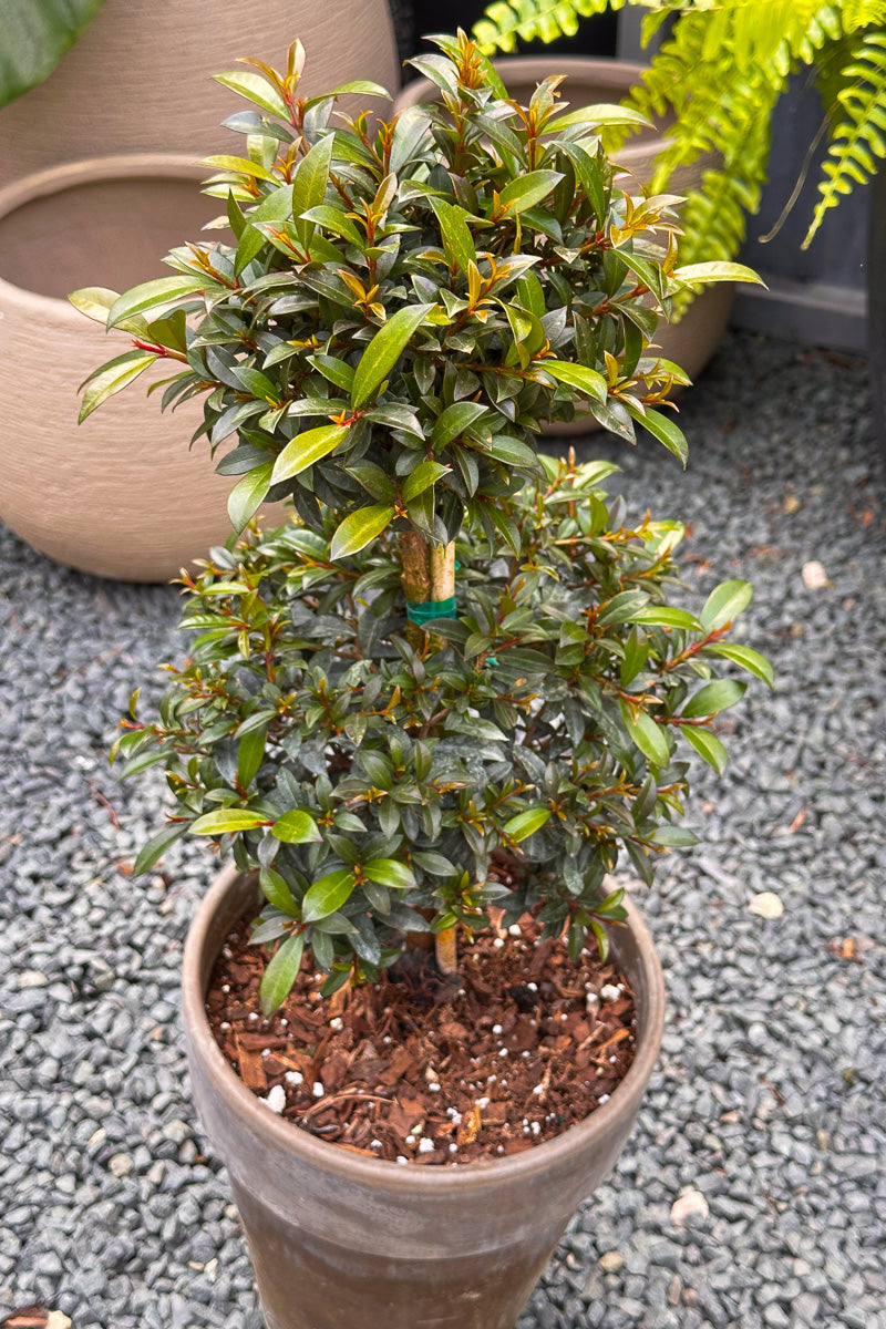 Eugenia, Topiary (Double Ball) 8"