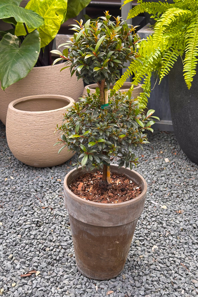 Eugenia, Topiary (Double Ball) 8"