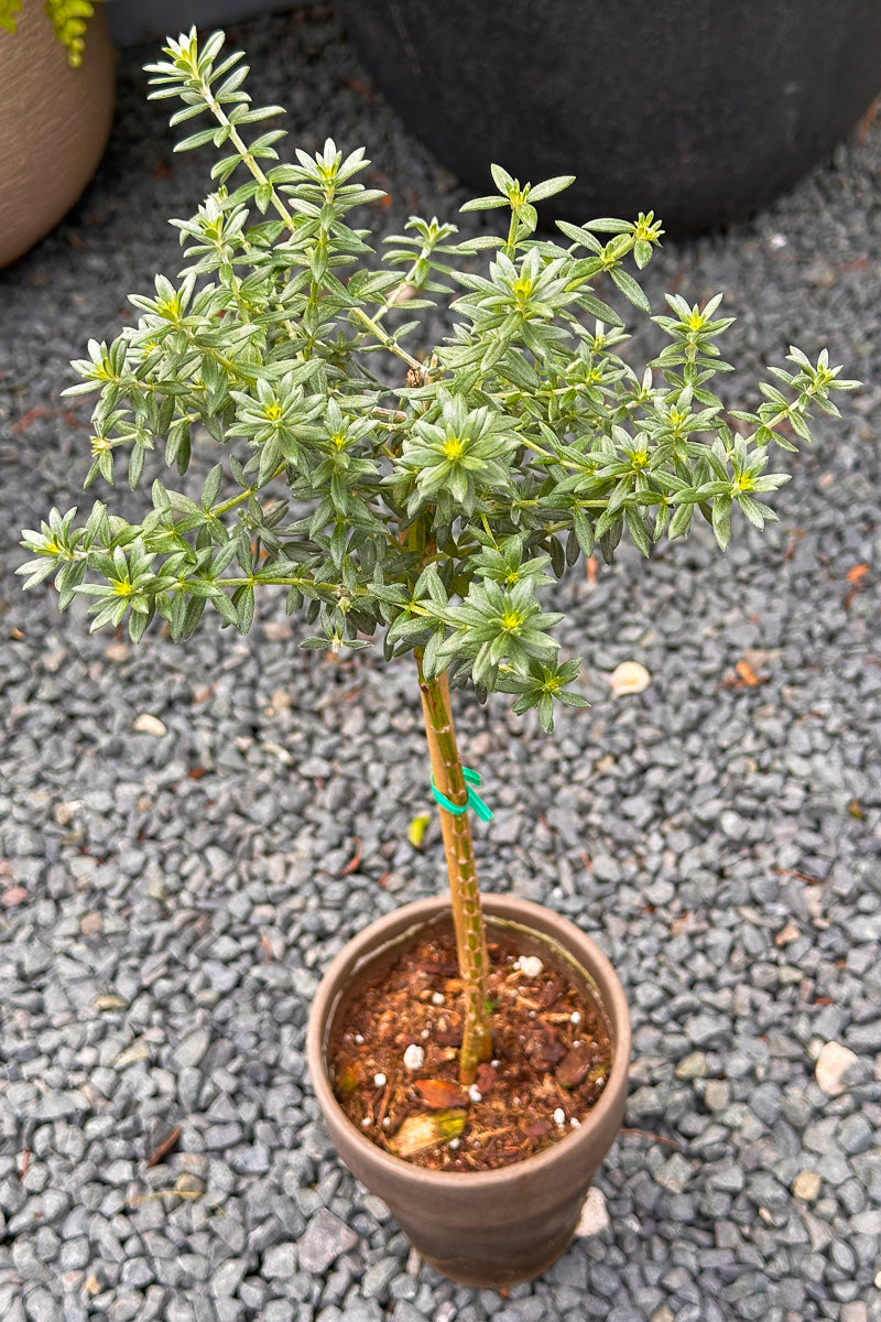 Westringia, Topiary 5" Grey Clay Pot
