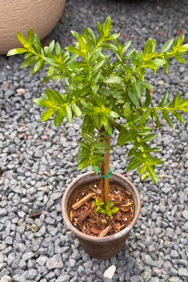 Mexican Heather, Topiary White 4" Grey Clay Pot
