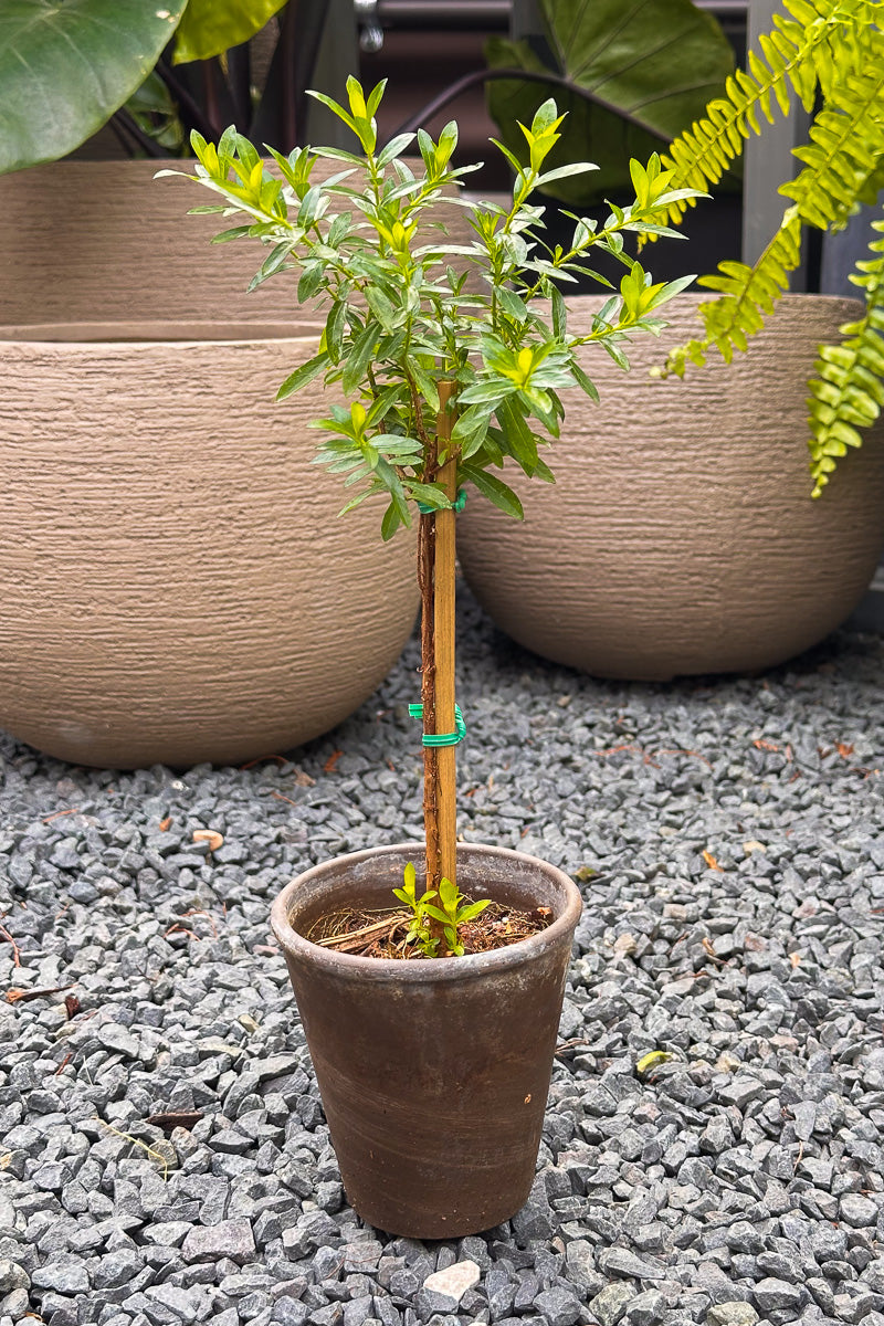 Mexican Heather, Topiary White 4" Grey Clay Pot