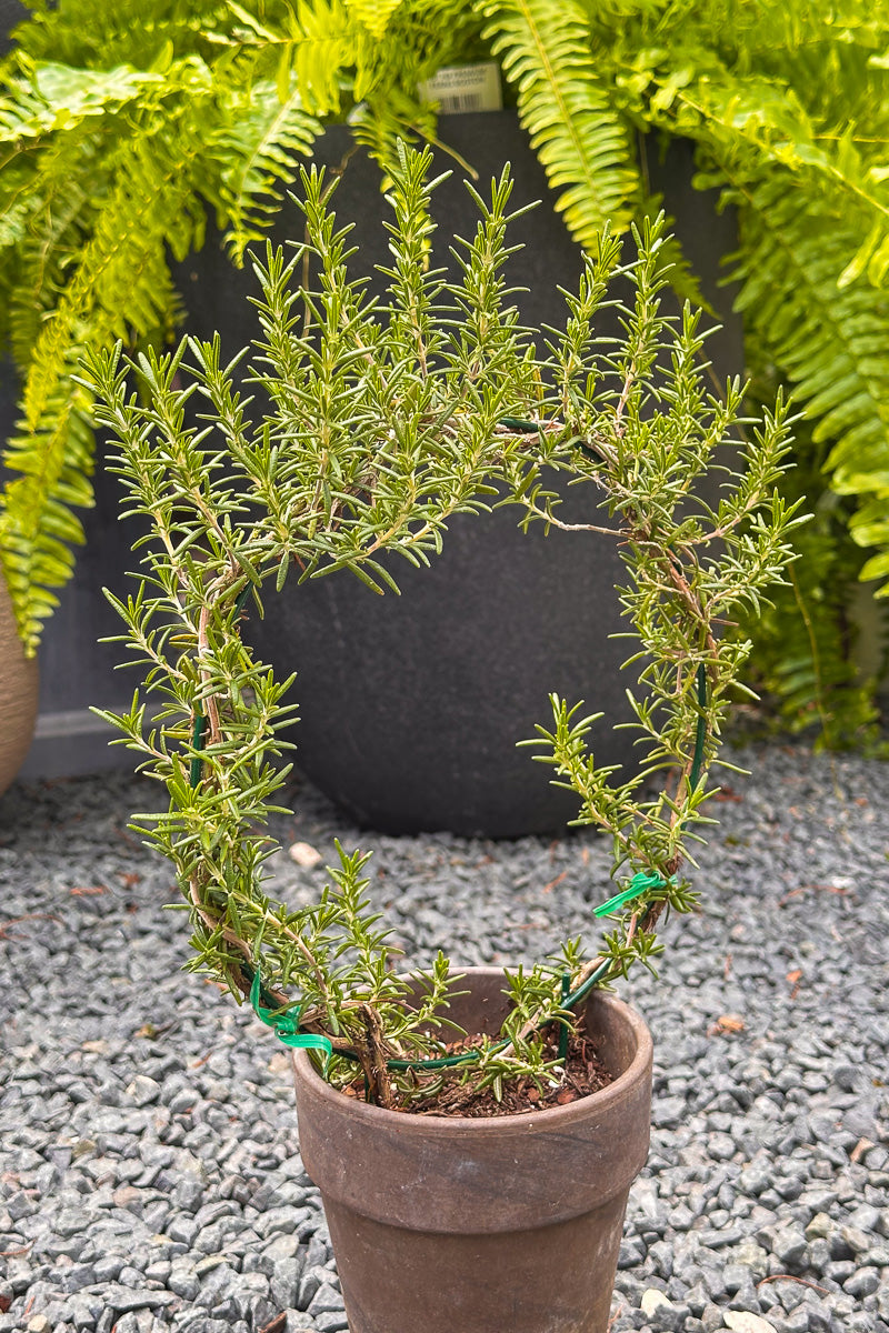 Rosemary, Ring 5" Grey Clay Pot
