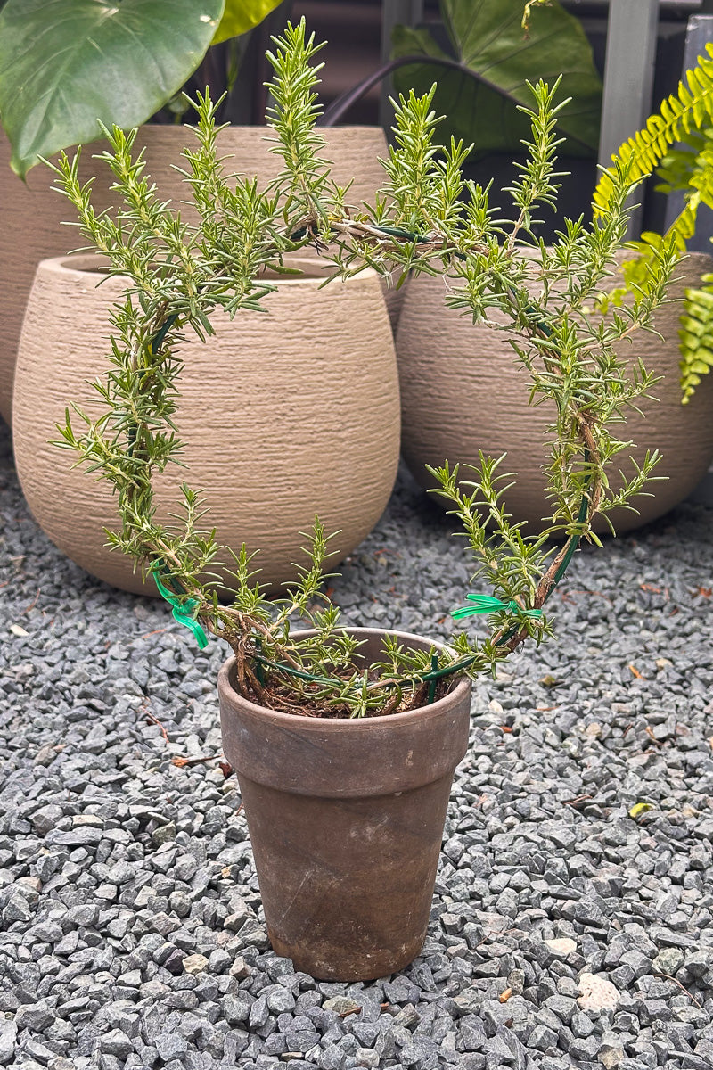 Rosemary, Ring 5" Grey Clay Pot