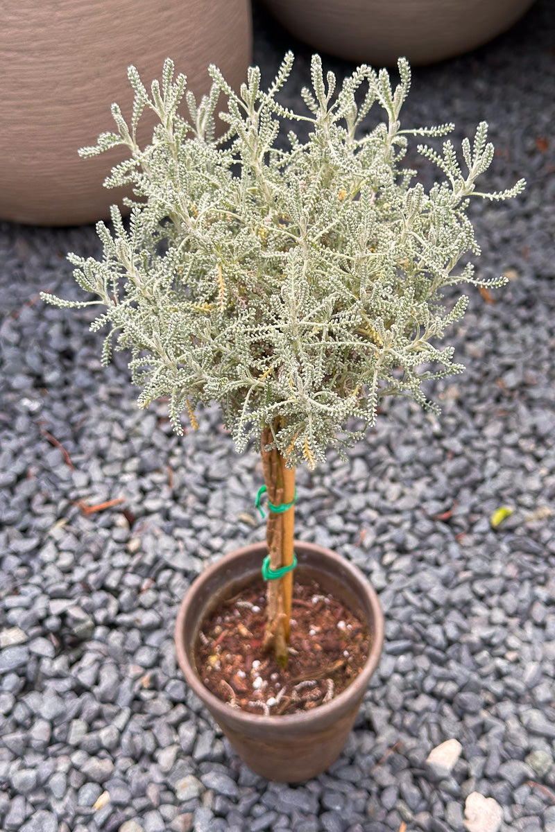 Santonlina, Topiary 4" Grey Clay Pot
