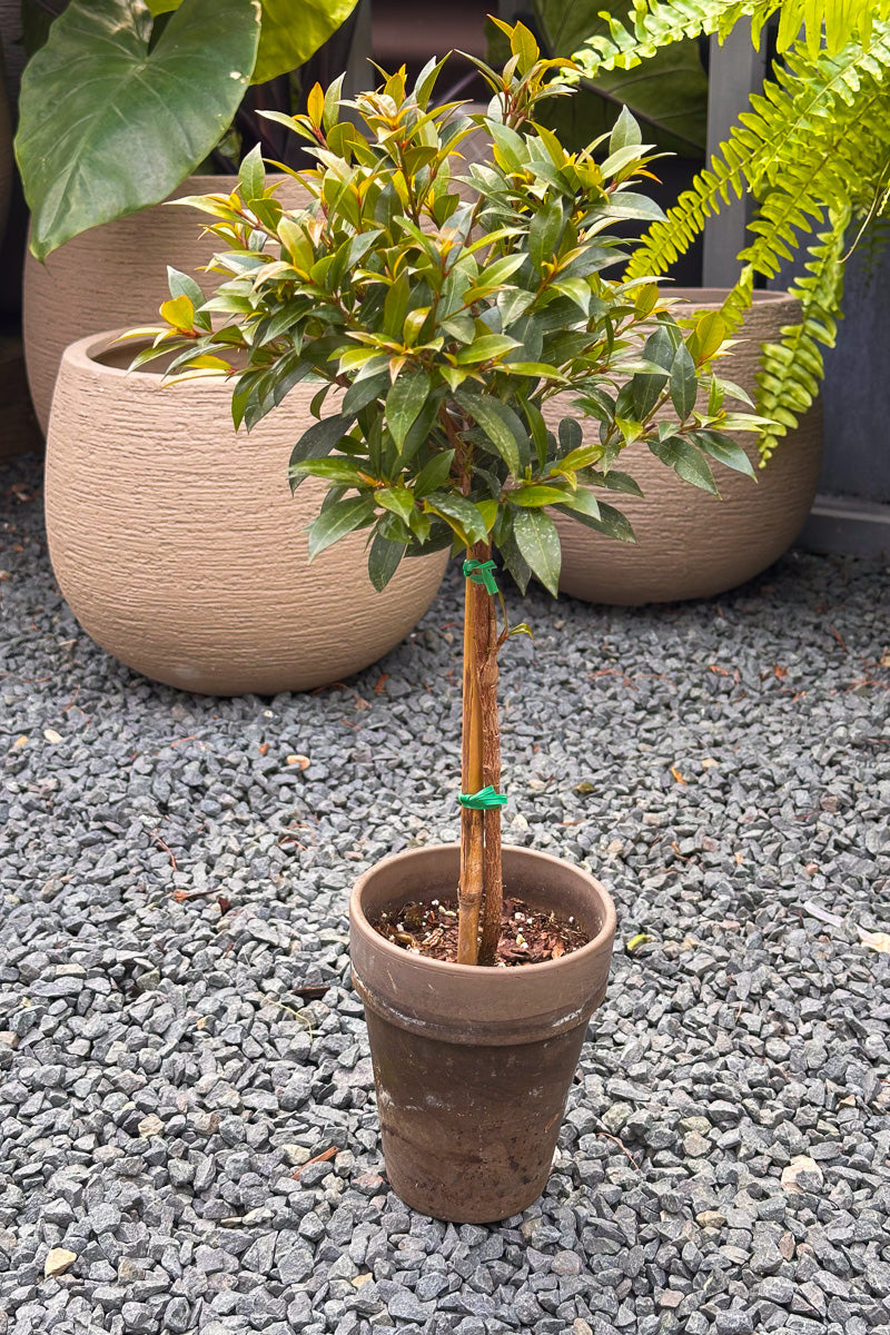 Eugenia, Topiary Single Ball 5" Grey Clay Pot