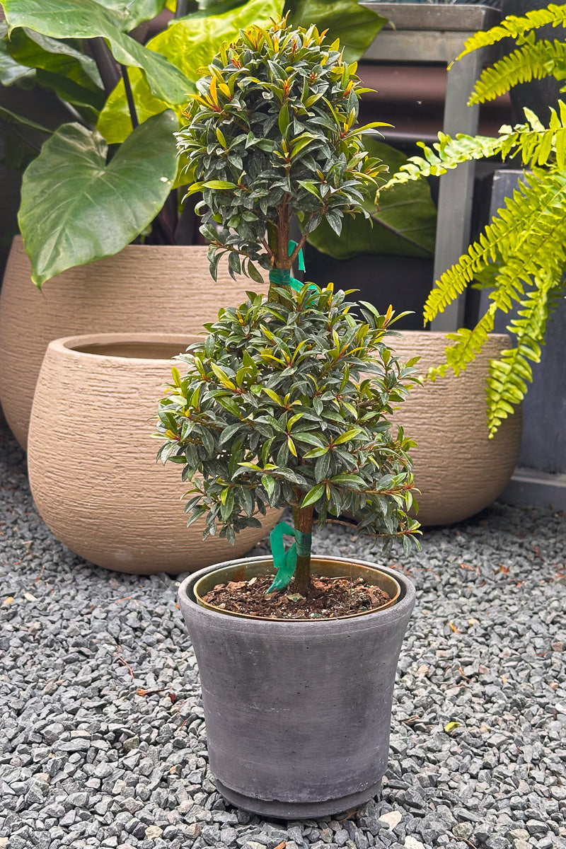 Eugenia, Globulus 2-Ball 6" Topiary
