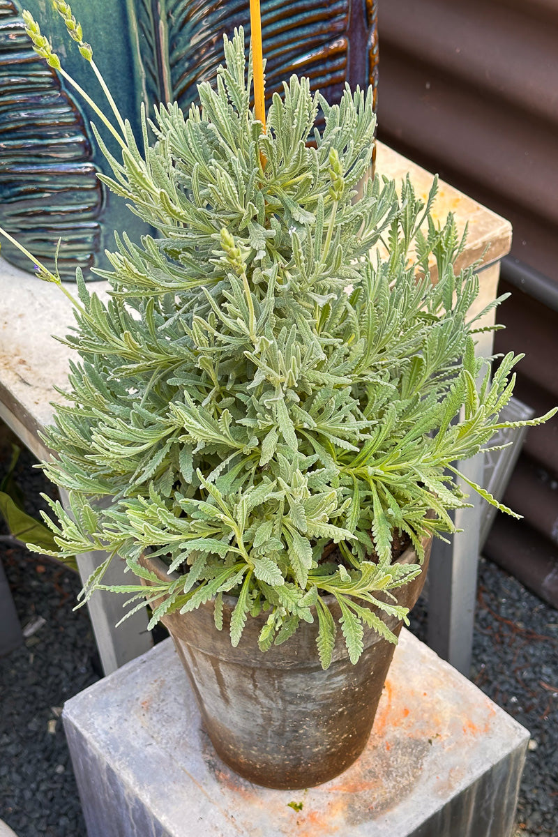 Lavender, Goodwin Creek Column 8" Grey Clay Pot
