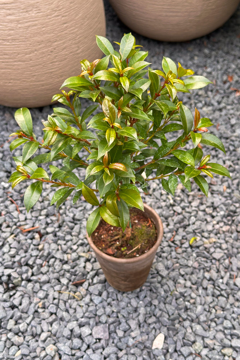 Eugenia, Topiary (Single Ball) 4"