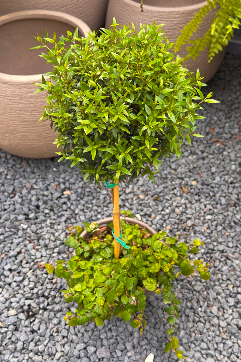 Myrtle, Topiary Single Ball w/Green Creeping Fig 6" Grey Clay Pot