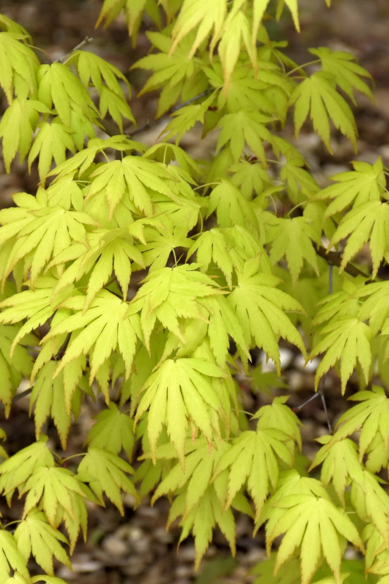 Maple, Japanese Orange Dream